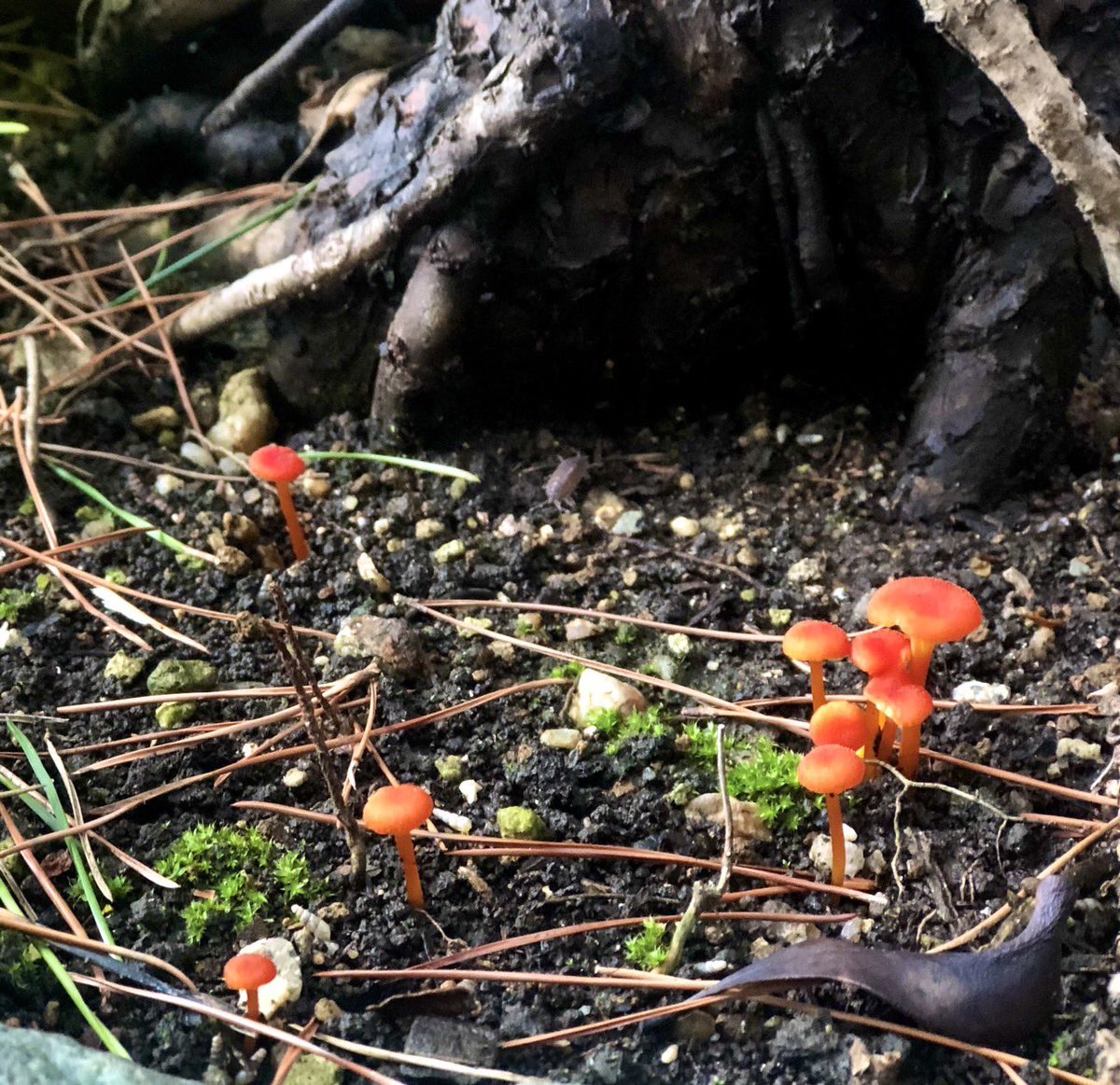 camera_ohnuki's tweet image. #大貫カメラ#mushroom #mushroomlove #mushroomhunting #mushroomphotography #キノコ #きのこ #color #colors #colorful #oldlens #digitalcamera #digitalcalligraphy #filmcamera #カメラ #レンズ #camera #lens #横浜 #yokohama #japan #beautiful #photography #memory #memories