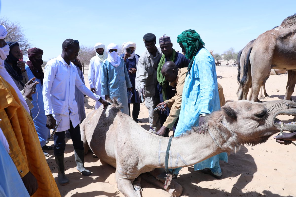 à #Diffa 🇳🇪65 000 têtes d'animaux sont vaccinés dans les communes de Goudoumaria, N’Guel Beyli, Foulatari et Chétimari pour 1 763 bénéficiaires dont 112 femmes, initiative du projet consolidation de la paix financé par
<a href="/UNPBF_Niger/">PeacebuildingFund_Niger</a> <a href="/UNPeacebuilding/">United Nations Peacebuilding</a> et exécuté par <a href="/PnudNiger/">PNUD Niger</a>