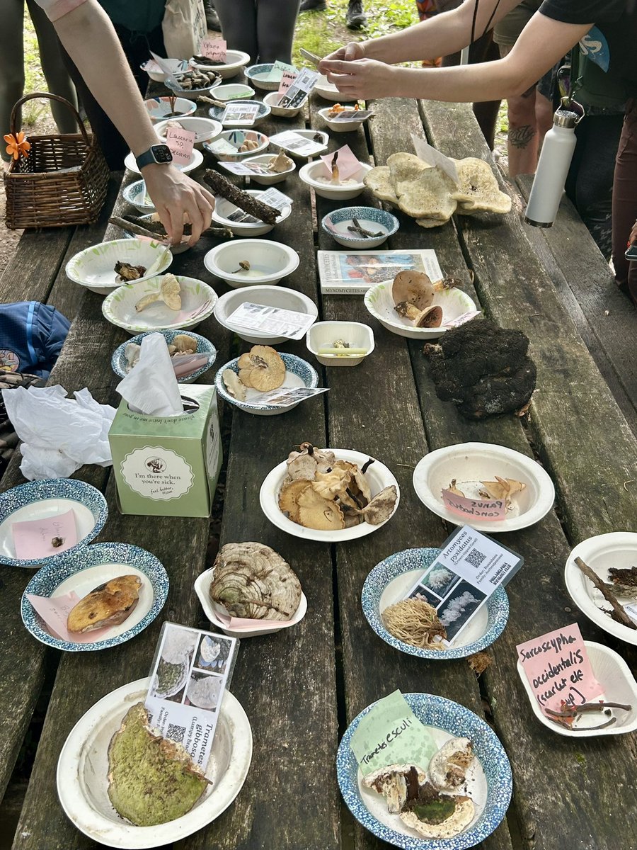 Essau1969's tweet image. #ThrowBackThursday 👀 #Foray 🍄🥾💫☕️🎶