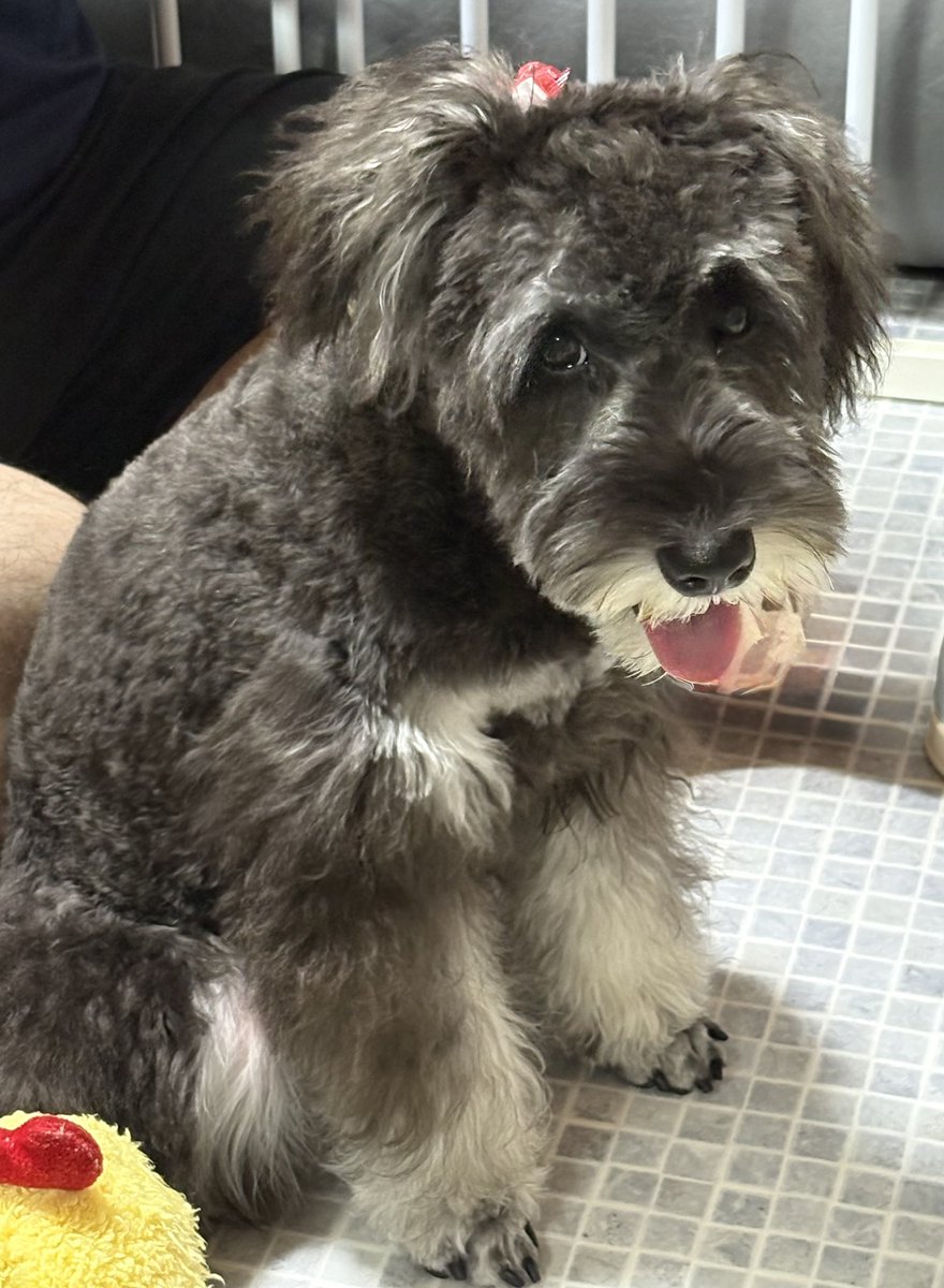 lapisleef's tweet photo. ワクチン接種類が全部終わって
やっっっとトリミング行けた🐶✂️

ツインテールにしたいから
お耳は残しながら
定番シュナカット✂️💖

まだパピーの毛質が残ってるけど
これはこれでカワイイ"(∩>ω<∩)" https://t.co/zUYvJgeiYT
