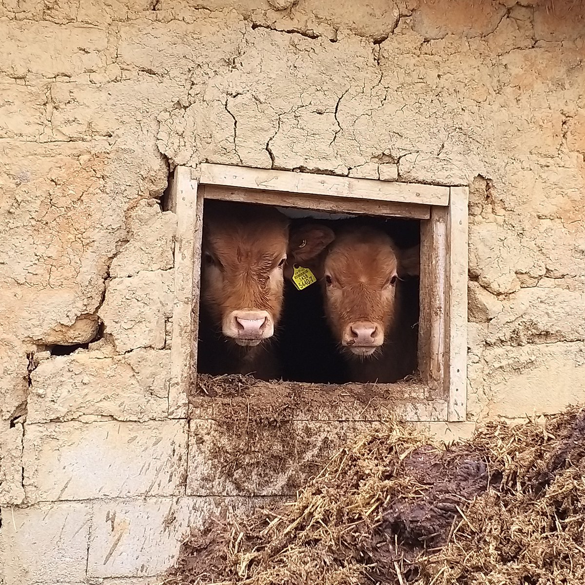 시골 길한복판에서 춤췄는데  있는줄도 몰랐던 소들이 쳐다본적있었음