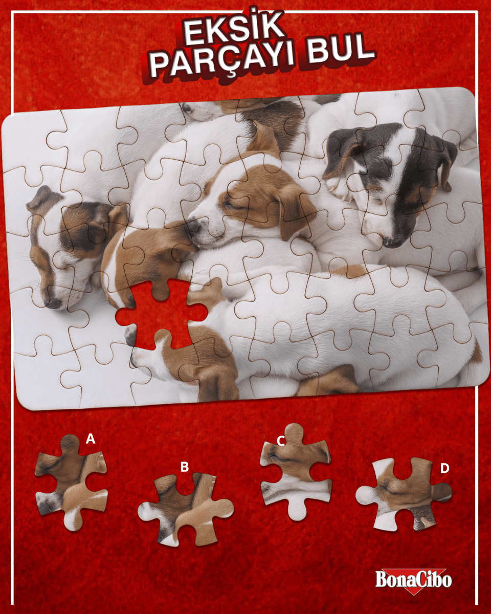 Bu minik patilerin fotoğrafında eksik bir parçamız var! Sizce hangisi? 🧩🐾