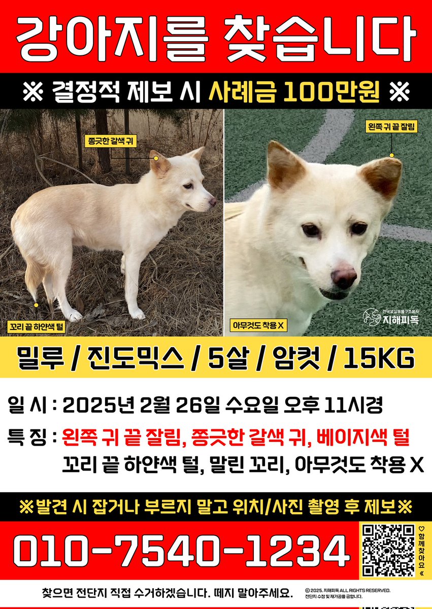 🚨강아지 찾습니다🚨
밀루를 아직도 찾고 있습니다.
포기하지 않았습니다
하지만 막막하고 지치는 것도 사실입니다
중성화를 안했기 때문에 아마 지금쯤이면 출산해서 있을 수 있습니다
어디서든 갓 아기낳은 베이지색 진도믹스 어미견을 본다면 부디 연락주세요