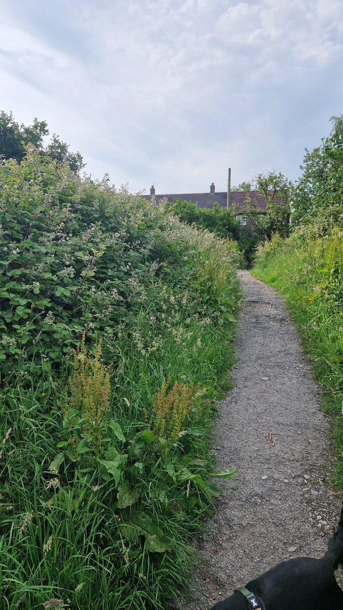 PhilChadwick81's tweet image. Hello @SustransNorth, a local resident has contacted me and emailed you copying me in, regarding the path that cuts from Waverley Road to Grosvenor Road and the path that leads to the Apethorn Lane to Godley trail. Its in need of its yearly cut back, is there an ETA on this?