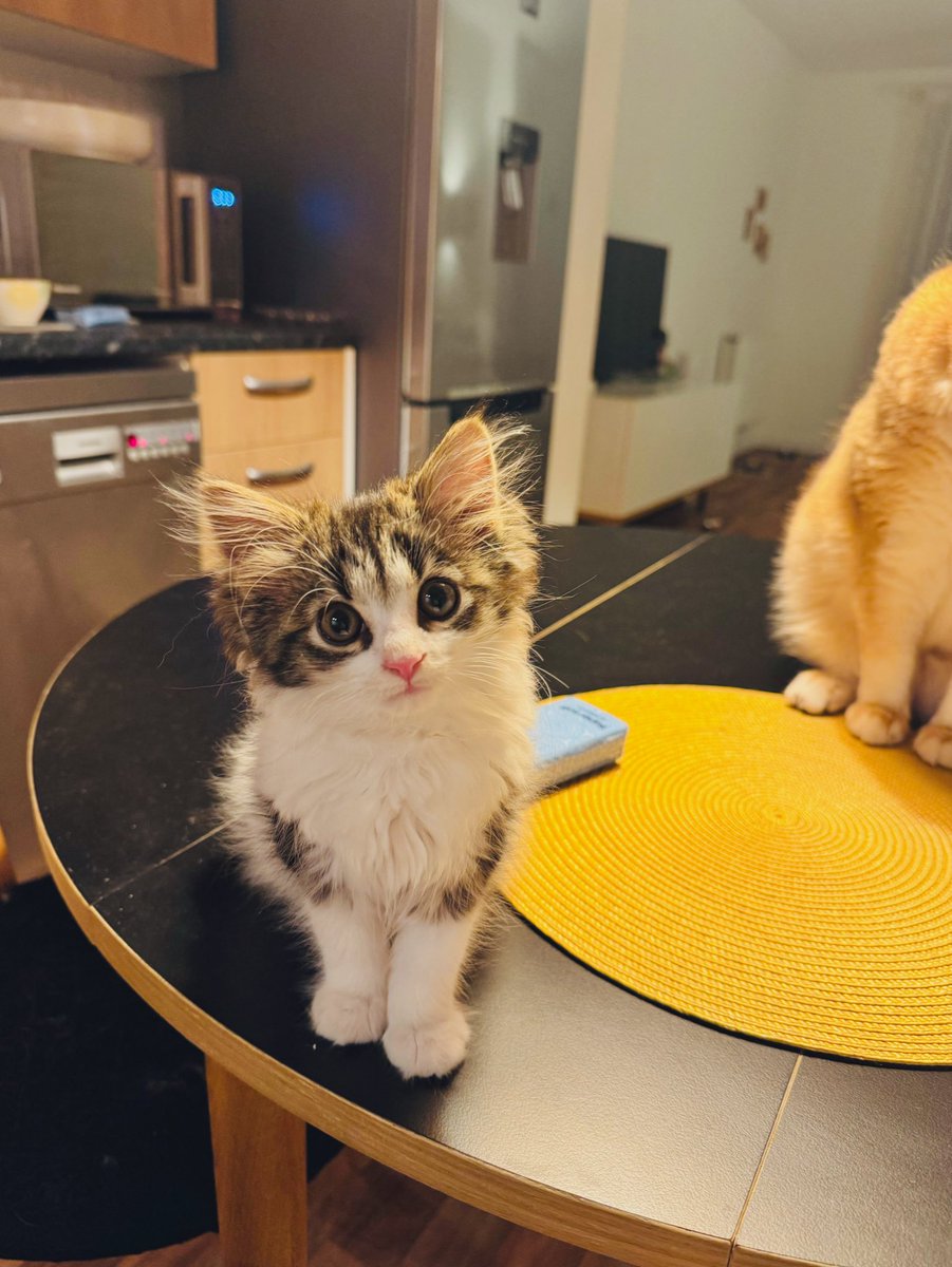 نگار tweet media