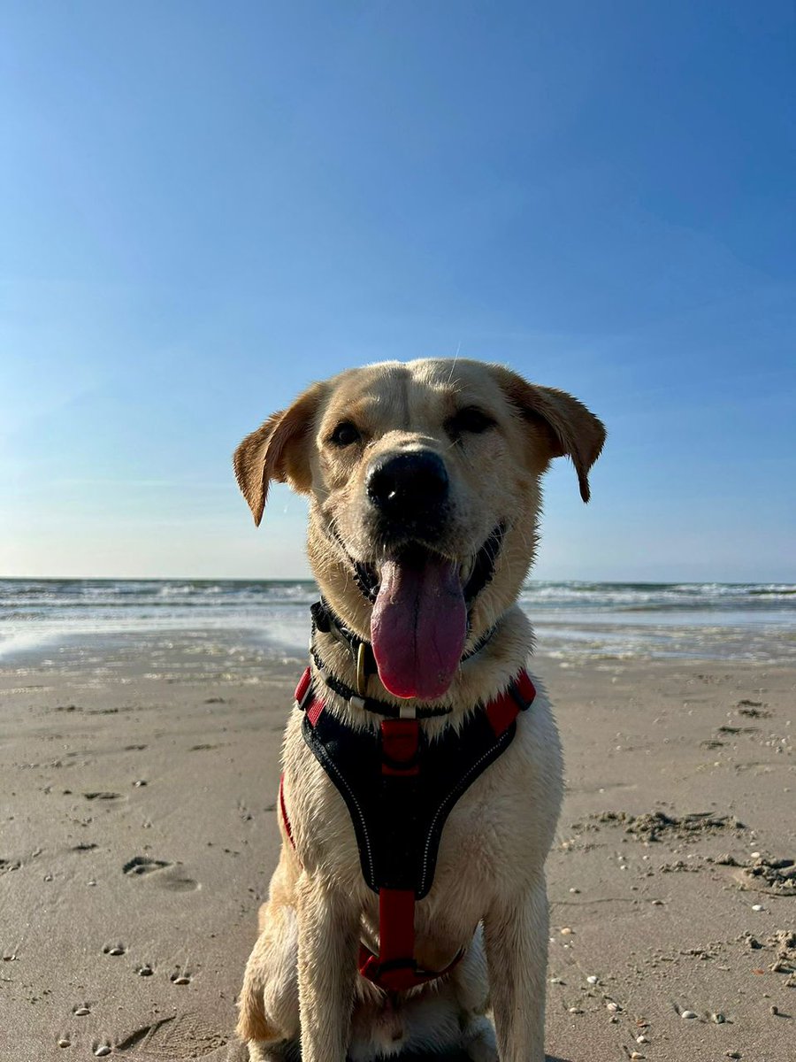 Jip made it to the Netherlands and is already living his best life in his new home! 🐶🌊🇳🇱
At VetPal, we make pet relocation a seamless process for you and your pet. ✈️
Wherever life takes you, we’re here to bring your furry friend along.
Reach us on +256 780301745 #PetRelocation