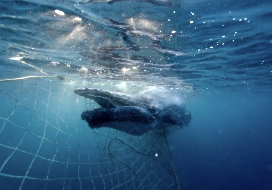 newshub.medianet.com.au/2025/06/first-…