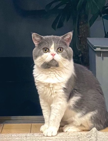 ふかひ tweet media