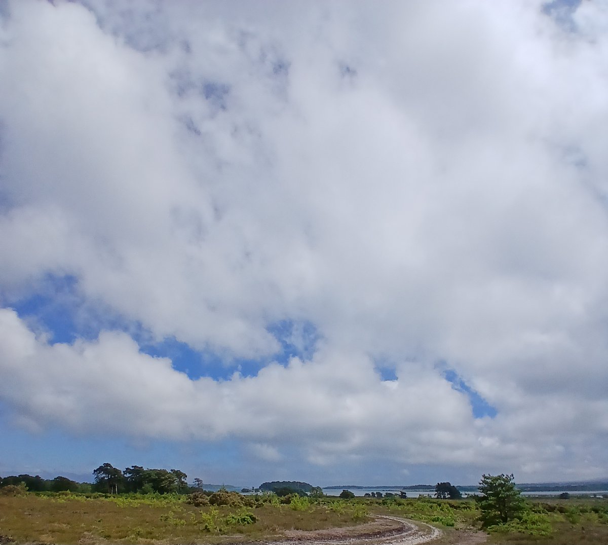Lovely afternoon at RSPB Arne, the rain has stopped and there's blue sky!