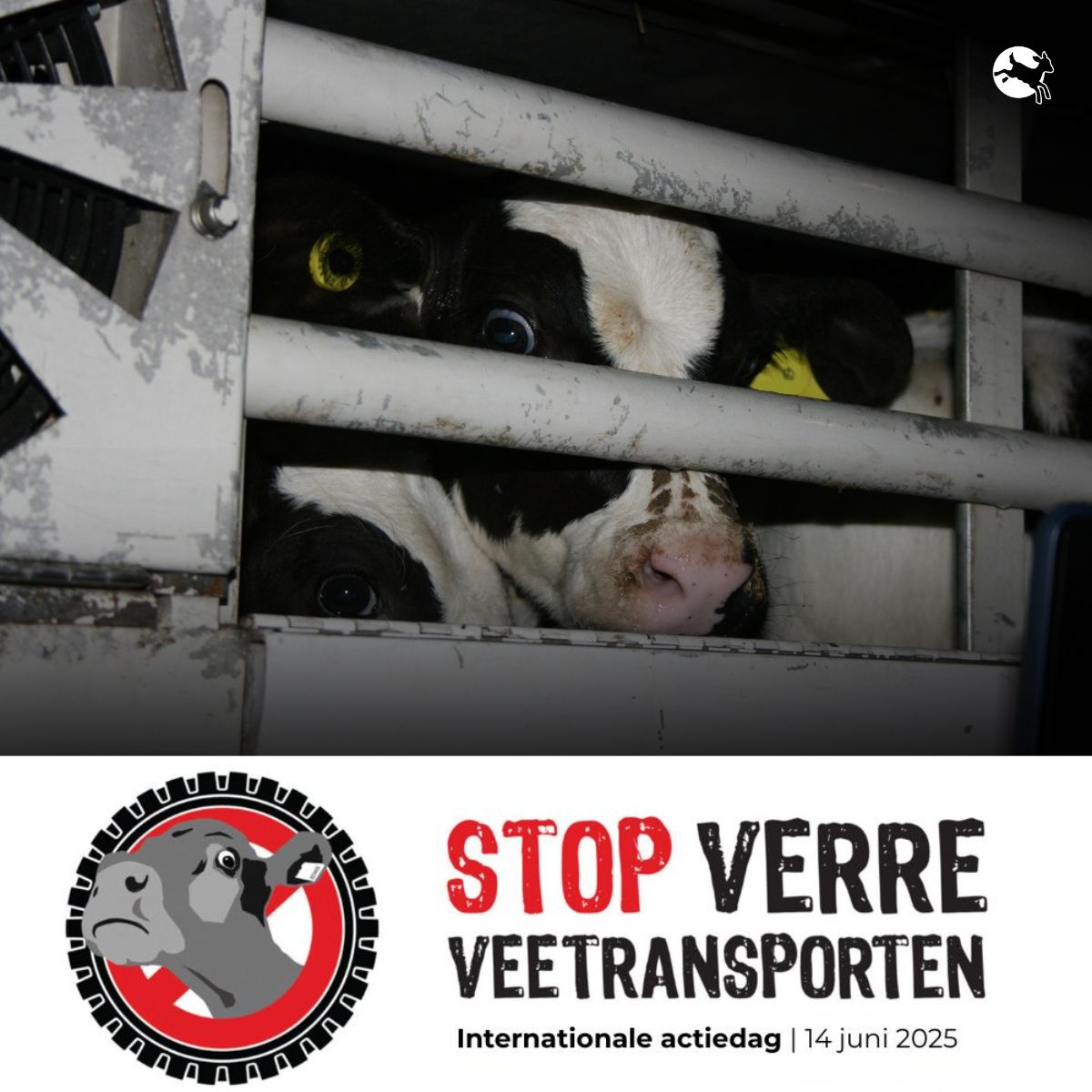 📢Zaterdag 14 juni is de 10e internationale actiedag tegen verre veetransporten
✊Duizenden supporters over de hele wereld komen in actie tegen het gruwelijke transport van jonge dieren over lange afstanden
🐄Save the date en doe mee!
#stopverreveetransporten #banliveexports