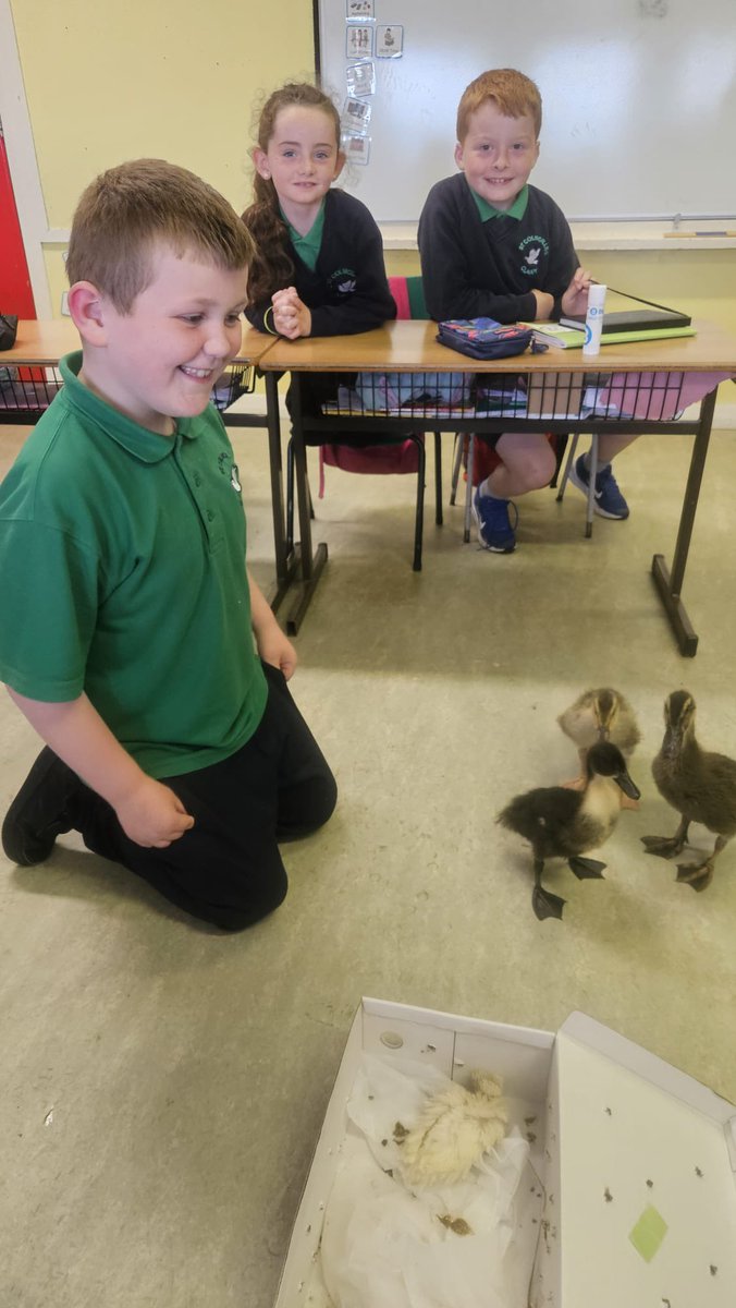 We had some very special visitors this morning, little ducklings! The children were absolutely delighted to see them. Thank you very much to Diane Quinn for bringing in the ducklings.  🐥 🐣 🐤