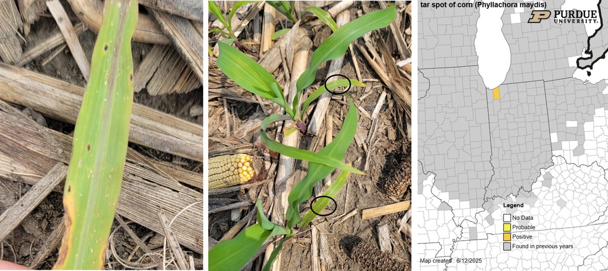 Darcy Telenko (@dtelenko) on Twitter photo I found tar spot in our research plots yesterday and have turned on the map for 2025 season. See link on what that means for corn and making an informed fungicide decision on your farm indianafieldcroppathology.com/tar-spot-what-⊠<a href="/PurdueCorn/">Dan Quinn</a> <a href="/PurdueBPP/">Purdue BPP</a> <a href="/PurdueExtension/">Purdue Extension</a> <a href="/badgercropdoc/">Damon L. Smith</a> I found tar spot in our research plots yesterday and have turned on the map for 2025 season. See link on what that means for corn and making an informed fungicide decision on your farm indianafieldcroppathology.com/tar-spot-what-⊠<a href="/PurdueCorn/">Dan Quinn</a> <a href="/PurdueBPP/">Purdue BPP</a> <a href="/PurdueExtension/">Purdue Extension</a> <a href="/badgercropdoc/">Damon L. Smith</a>