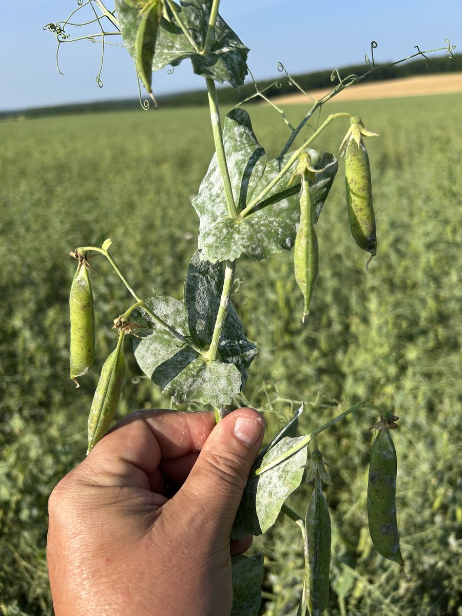 OlivierCOSTE2's tweet image. C’était @BONNIN1402,une année à oïdium pour ses pois de printemps.
Jusqu’à la semaine dernière,elle n’avait pas protégée son #PlanProteines. 
@MDTI51 
@AgathePenant 
@AM_TerresInovia 
@terresinovia