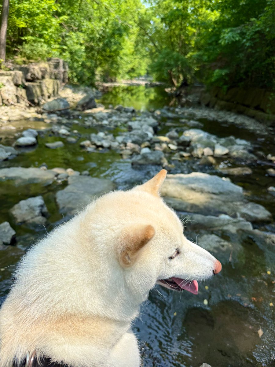 Shibo tweet media