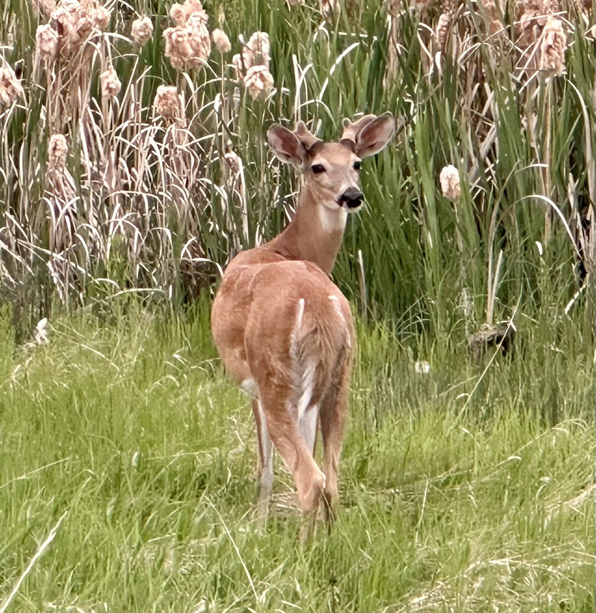 lust4ice's tweet photo. Was delighted to come across this doe on our walk near the Bow River last night. ❤️

#YYC #BowRiver #DeerCalgary #NatureIsTherapy https://t.co/sQSoXJftHl