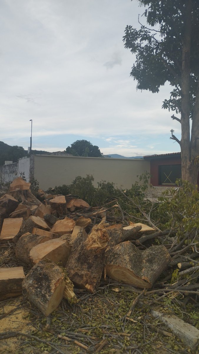 Así vamos perdiendo el arbolado de Valencia. Un árbol sano, con más de 40 años de entregar oxígeno a sus vecinos. Cada día más calor, pero pocos entienden el significado de calidad de vida para los clientes y vecinos. <a href="/ImaValencia/">IMA Valencia</a> no estaba enfermo. Un árbol X un estacionamiento?
