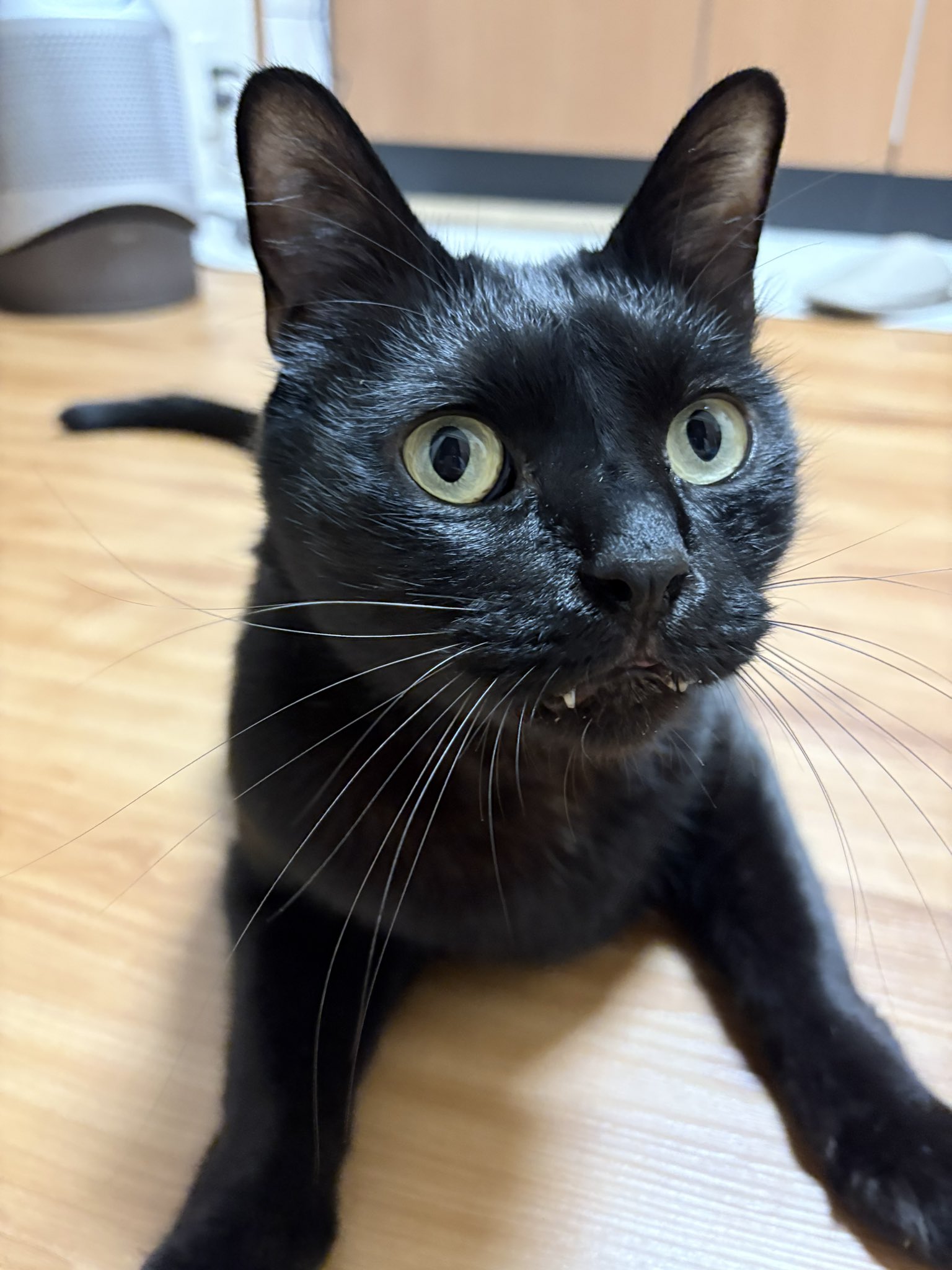 のびねこシリーズのびしば神戸2種 - Amazon Japan Proxy