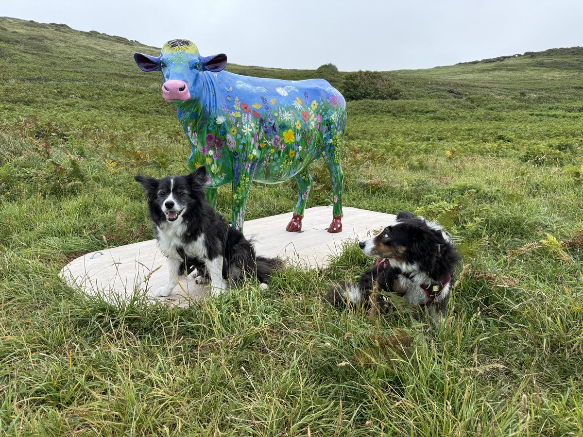 Ellie doesn’t like cows😂🙄