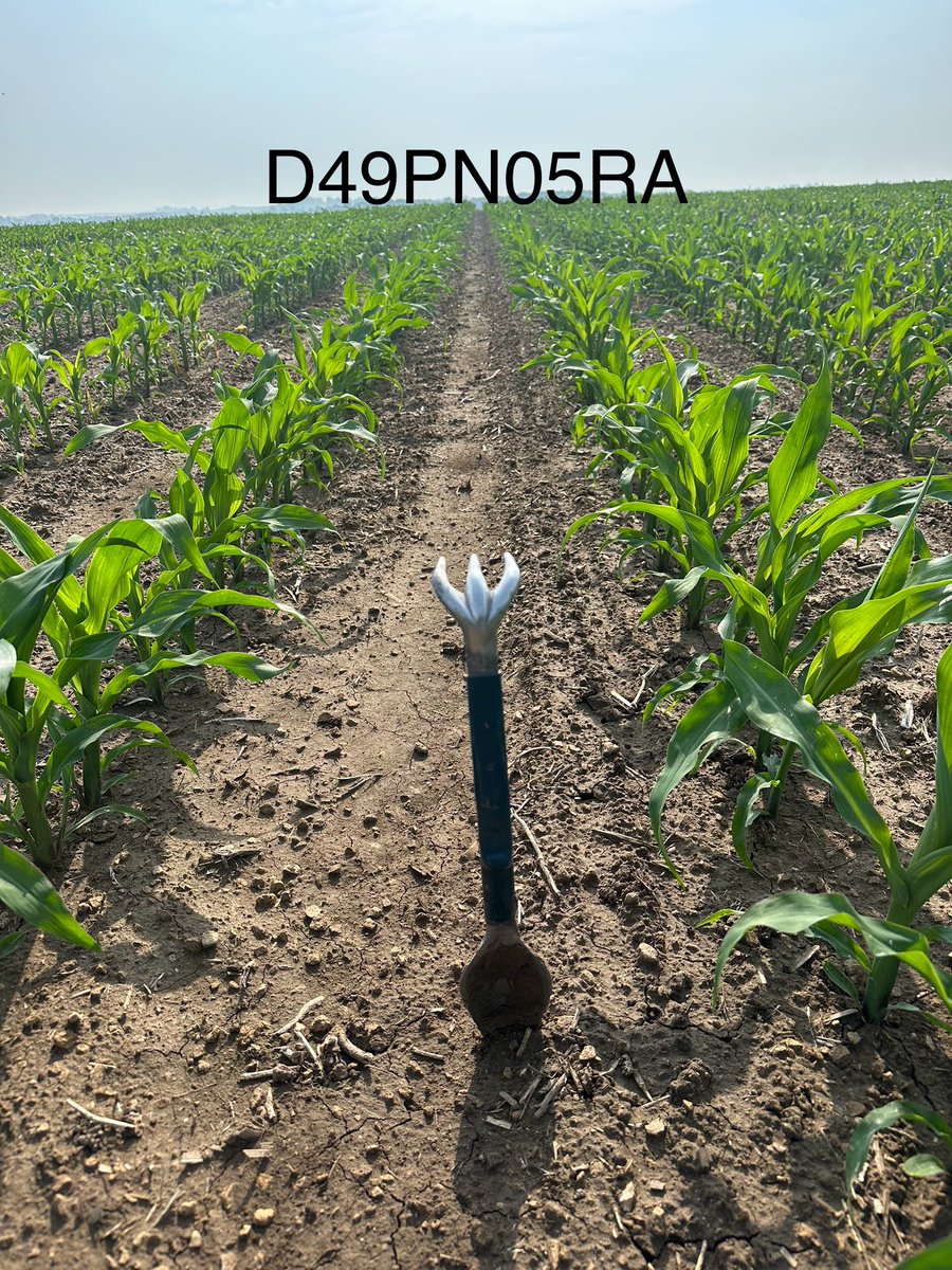 Dyna-Gro Seed, Cornbelt East tweet media