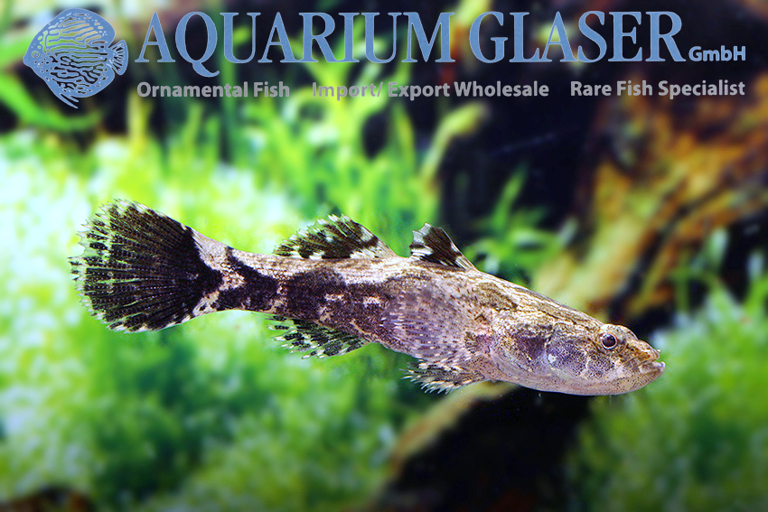 aquariumglaser's tweet photo. #Oxyeleotris #marmorata
find more details and pics @ https://t.co/kgExUnvbBk https://t.co/wMnXoW3MTE