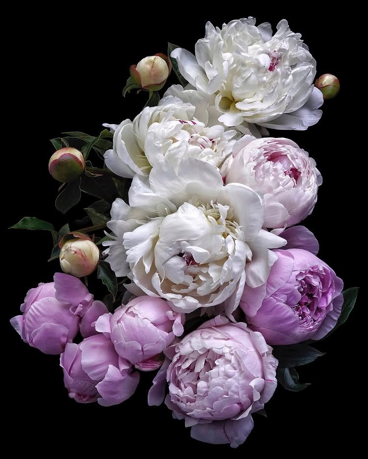 WordsmithMarcJ's tweet image. Stunning photo by Debi Shapiro💫

Peonies are deeply tied to my poem Theogany 🌷