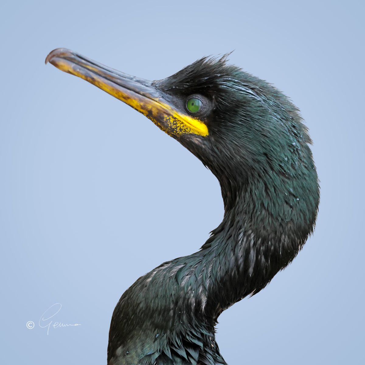 European Shag