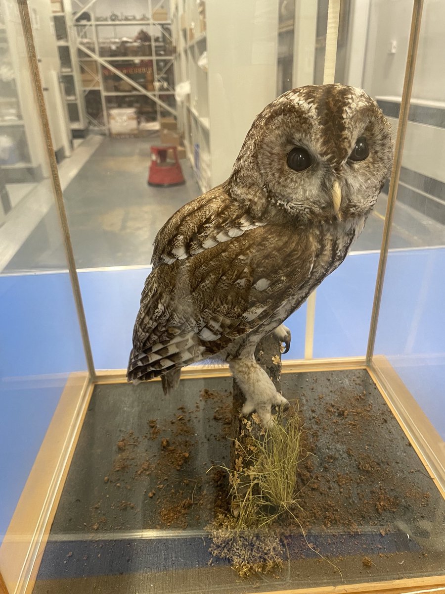 Down in the museum stores, with a recent acquisition for our natural history collection. #beautifulplumage