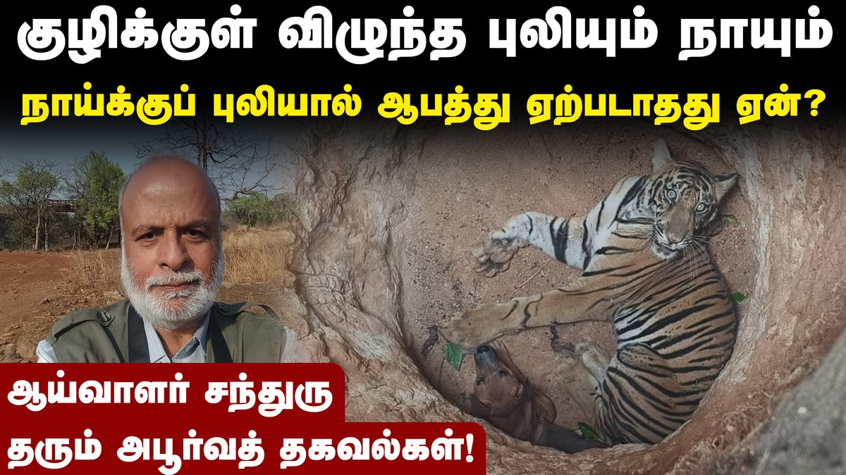 நாய்க்குப் புலியால் ஆபத்து ஏற்படாதது ஏன்?: ஆய்வாளர் சந்துரு பேட்டி

youtu.be/WhyNg2uyIfY?si…

#dogvstiger | #UnexpectedEncounter | #WildMeet | #AnimalFaceOff | #KeralaNews | #ViralVideo | #NatureSurprise | #unbelievablemoments | #StrangeButTrue | #KeralaWildlife | #IndianWildlife