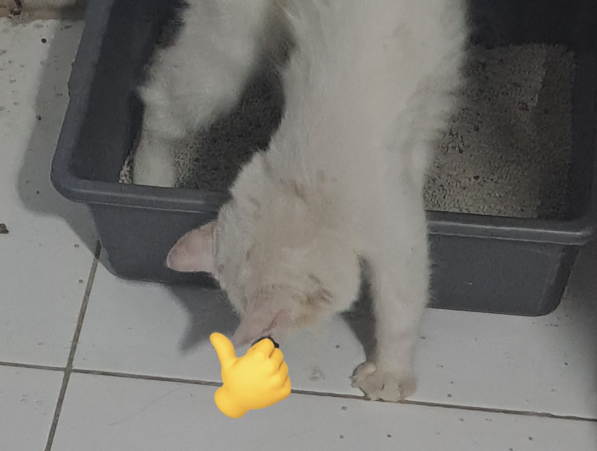 Ra gk kuat tweet media