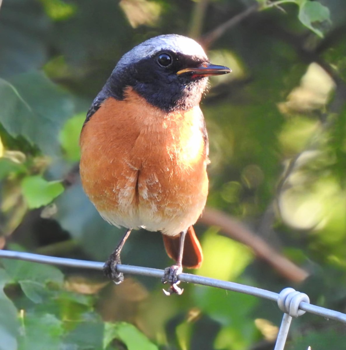 Dr Alison Raby tweet media