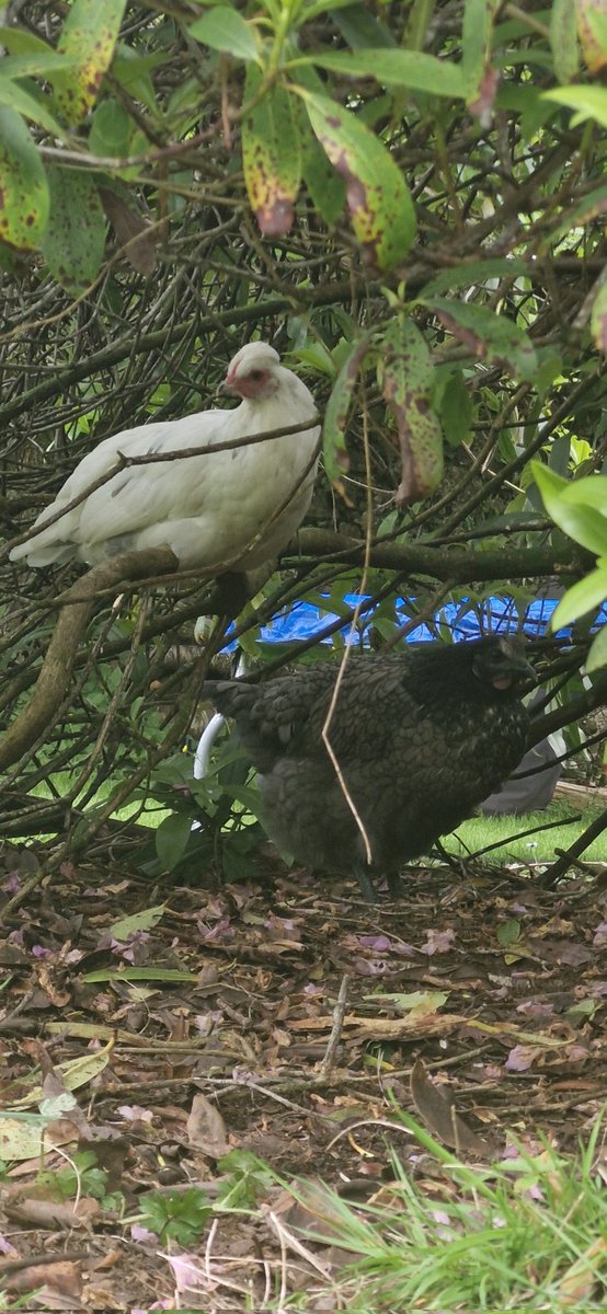 Silly idiot chickens in bush