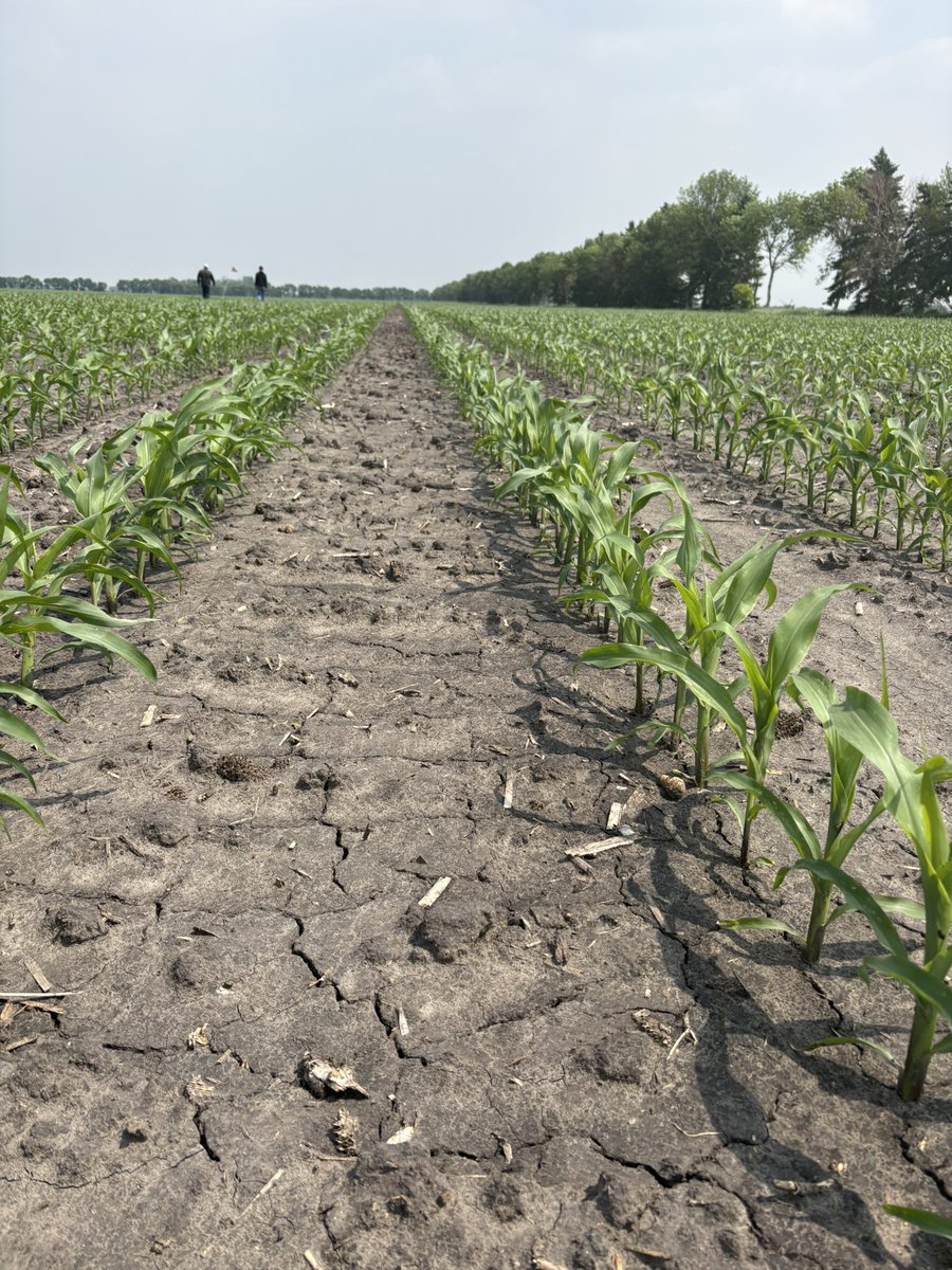 Nicole (@nicole_l_o) on Twitter photo <a href="/thunder_seed/">Thunder Seed</a> corn looking great! TH6182 is a great fit on the farm. Strong yields and excellent stress tolerance. Got questions about <a href="/thunder_seed/">Thunder Seed</a> corn or soybeans? Reach out to your local dealer or Thunder seed team <a href="/WendyMajor10/">Wendy Major</a> <a href="/cndaggie/">David Chappellaz</a> <a href="/Jebber11/">Jesse Bernard</a> <a href="/renatejochum/">Renate</a> <a href="/thunder_seed/">Thunder Seed</a> corn looking great! TH6182 is a great fit on the farm. Strong yields and excellent stress tolerance. Got questions about <a href="/thunder_seed/">Thunder Seed</a> corn or soybeans? Reach out to your local dealer or Thunder seed team <a href="/WendyMajor10/">Wendy Major</a> <a href="/cndaggie/">David Chappellaz</a> <a href="/Jebber11/">Jesse Bernard</a> <a href="/renatejochum/">Renate</a>