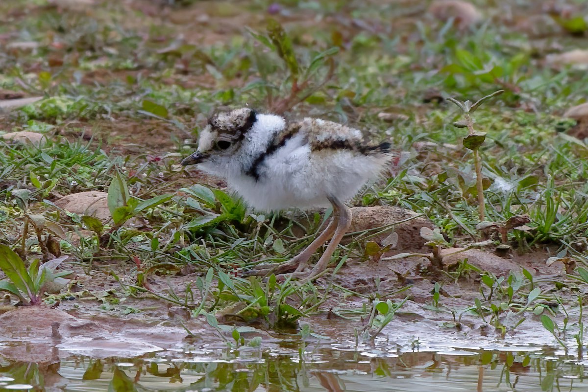 Michael80798575's tweet image. Little Ringed Plover chicks seen from the hide at Forge Mill Lake sandwell Valley RSPB 3 out of the 4 eggs have now hatched @Natures_Voice @RSPBEngland @RSPBbirders @RSPBSandwell @BBCSpringwatch @WildlifeMag @WestMidBirdClub #chicks #Littleringedplover