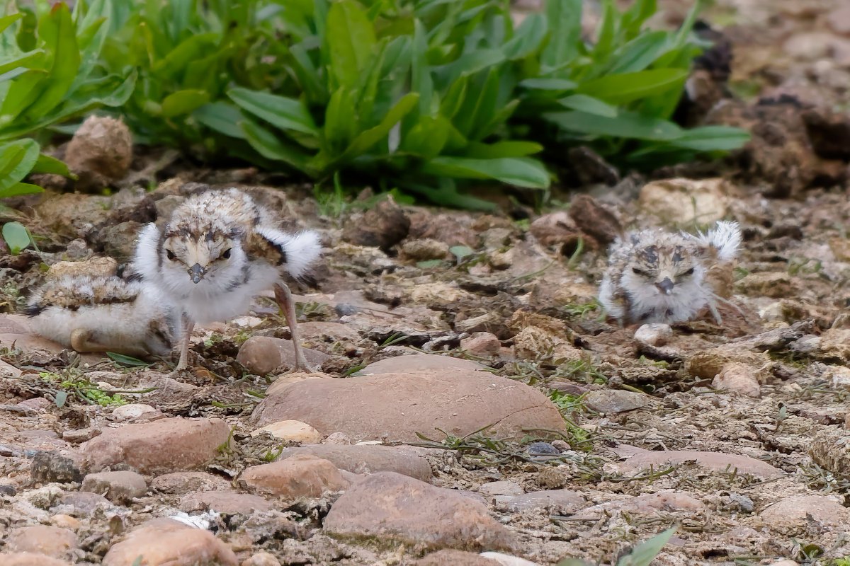 Michael80798575's tweet image. Little Ringed Plover chicks seen from the hide at Forge Mill Lake sandwell Valley RSPB 3 out of the 4 eggs have now hatched @Natures_Voice @RSPBEngland @RSPBbirders @RSPBSandwell @BBCSpringwatch @WildlifeMag @WestMidBirdClub #chicks #Littleringedplover