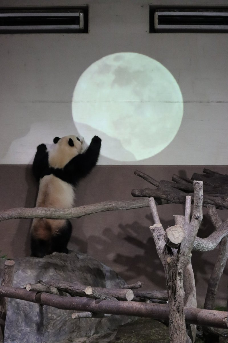 パンダラブの思い出 - Search / X