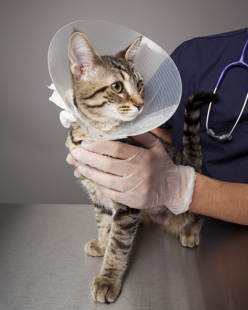 Choosing the right vet is one of the most important decisions you’ll make as a pet parent. 🐾 From wellness to emergencies, your animal companion deserves compassionate, consistent care.

Learn why a great vet matters: ontariospca.ca/blog/why-a-gre…