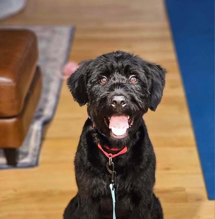 Spice Girl is as sweet as can be, always eager to please! Her size makes her a bit clumsy at times, but her enthusiasm for learning shines bright. With a big heart and an even bigger personality, she's just waiting for the perfect people to call her👇