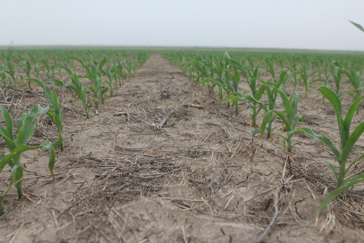 Soil water availability is a major limiting factor in the dryland production systems of western Kansas, and we predominantly rely on rainfall. The soil is really dry this morning. Hopefully, we'll get some rain soon so the corn can grow better. However, this is an excellent
