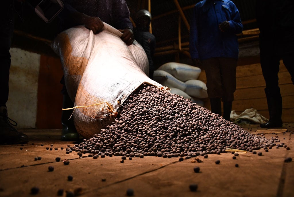 This financial year, for the first time in the history of Uganda, coffee export earnings not only exceeded the $1 mark but are on track to double to $2 billion per yr in over a century. Ugandans are implored to grow more coffee &amp; add value first before  export for more earnings