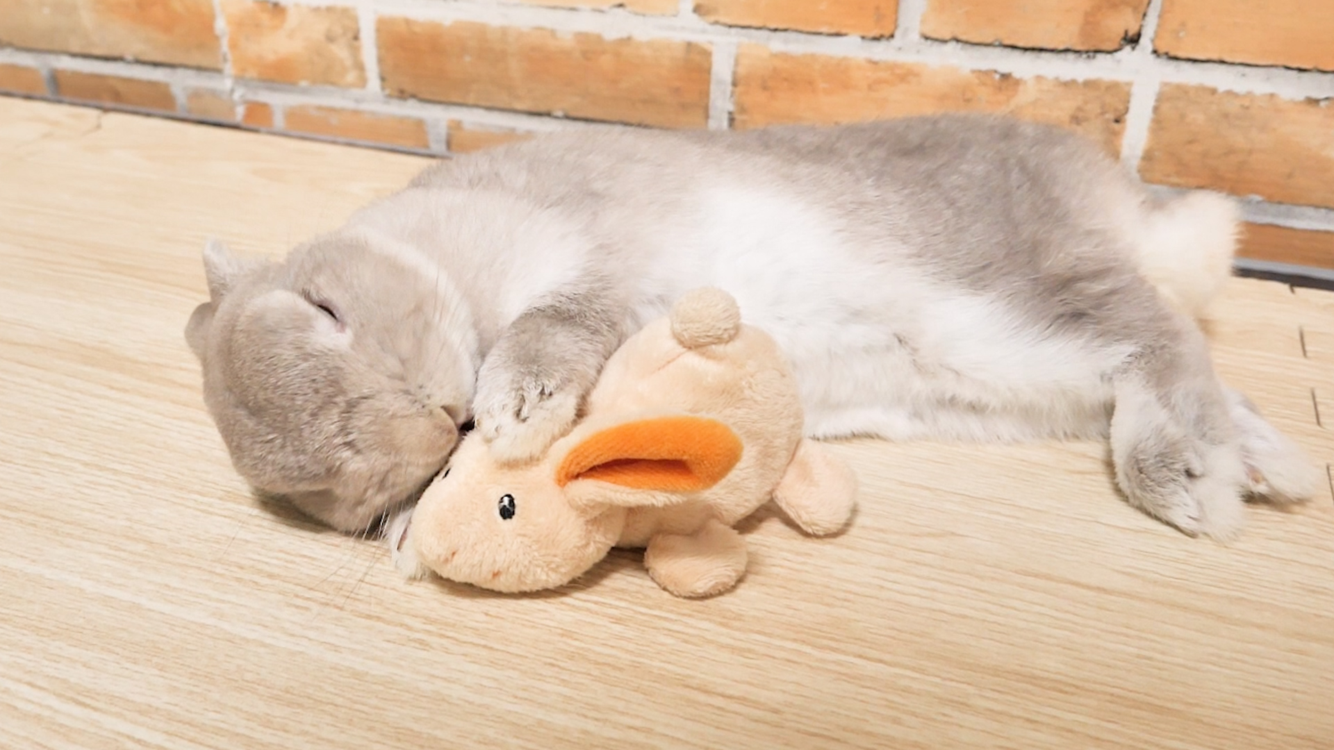 Amazon.co.jp: HAC おさんぽ うさぎちゃん うさぎ 約W9×D14.5