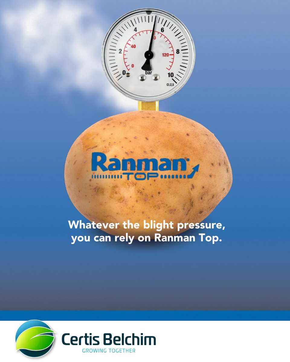 certis_belchim's tweet image. 🥔 Whatever the blight pressure, Ranman Top has your potatoes covered! 💪 Fast-acting, rainfast &amp;amp; reliable, it’s your go-to for strong late blight protection. 🌧️🛡️

#RanmanTop #PotatoBlight #CropProtection #FarmingUK #AgriTwitter