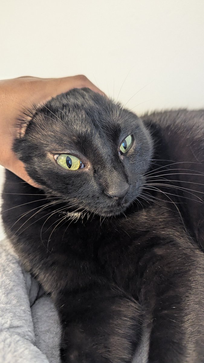 HoshiKoma's tweet photo. @oreoeocat https://t.co/CVWQpNvcCL