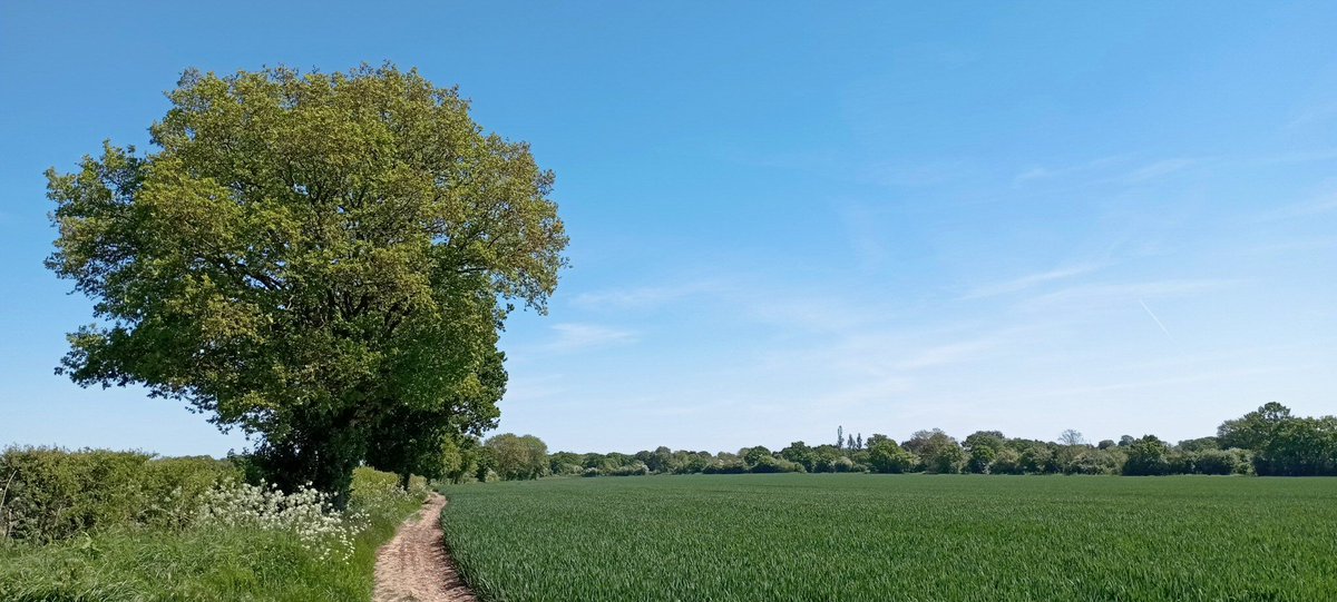 npellinacci's tweet image. Bit behind on May's #walking: here's some St Peter's Way between East Hanningfield and Purleigh in #Essex: