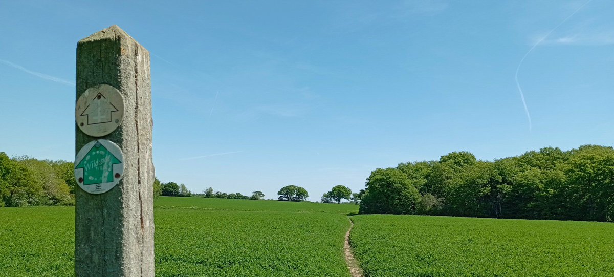 npellinacci's tweet image. Bit behind on May's #walking: here's some St Peter's Way between East Hanningfield and Purleigh in #Essex: