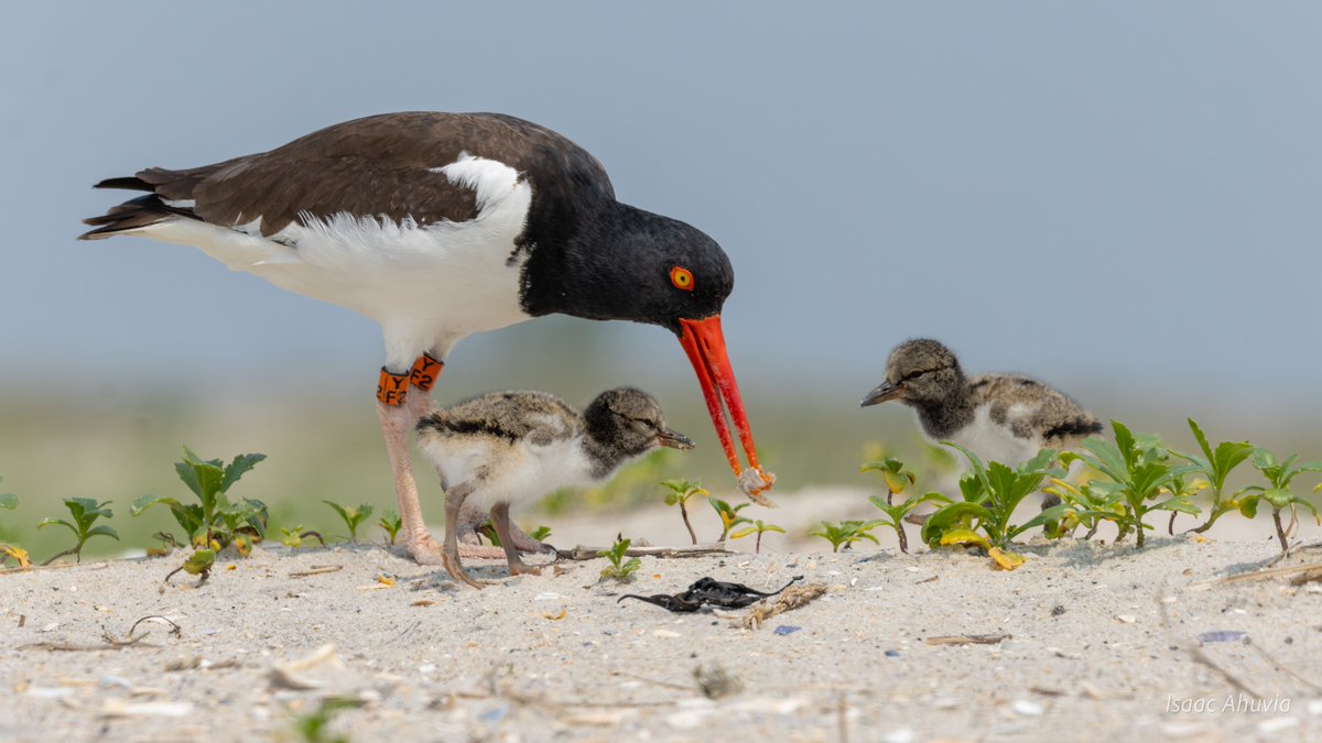 Isaac Ahuvia (@isaacahuvia) on Twitter photo American Oystercatcher feeding chicks at Nickerson Beach
#birds #birding #birdphotography #naturephotography #birdsseenin2025 <a href="/BirdQueens/">Queens and L.I. Bird Alert</a> American Oystercatcher feeding chicks at Nickerson Beach
#birds #birding #birdphotography #naturephotography #birdsseenin2025 <a href="/BirdQueens/">Queens and L.I. Bird Alert</a>