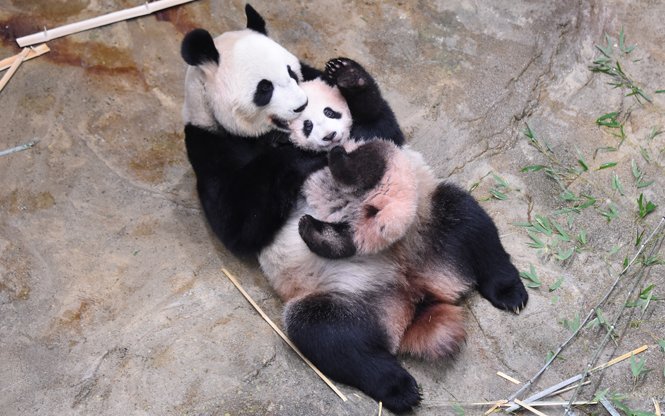 🎂🎁🍎🌟💐HAPPY🌸HAPPY🌸BIRTHDAY🎋🎉🐼🍡🛁８歳お誕生日おめでとう！今日 ＃シャンちゃん のお庭ね、大勢のファンでお祭り騒ぎだったでしょ～💖さすがカリスマ性UPだね☺お隣はママの声や匂いがしてすごく嬉しいよね！パパCome back！美味しく楽しく元気でいてね。 ＃香香 ＃雅安 画像:公式さんより