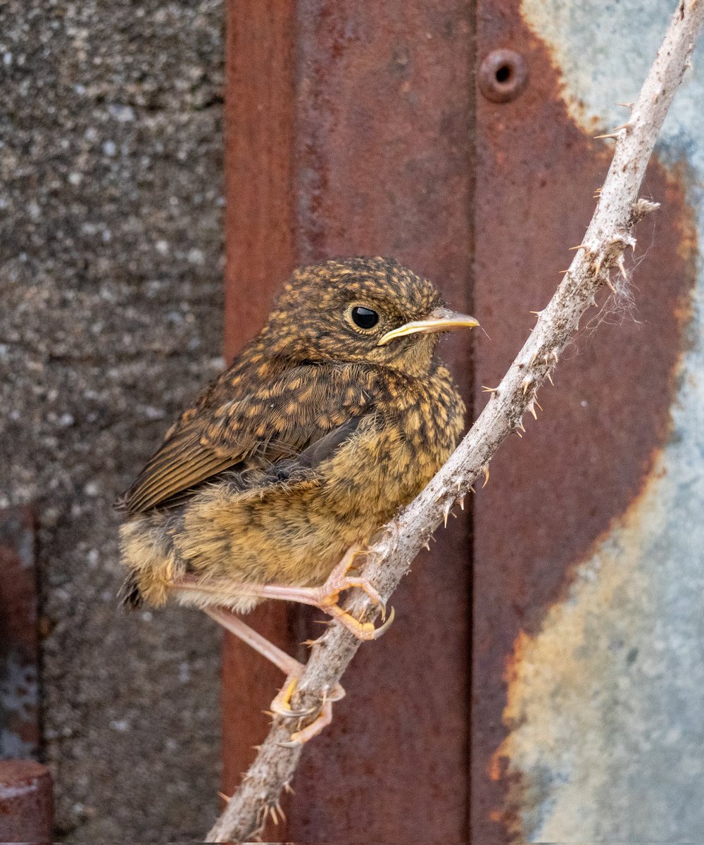 Christopher Onn tweet media