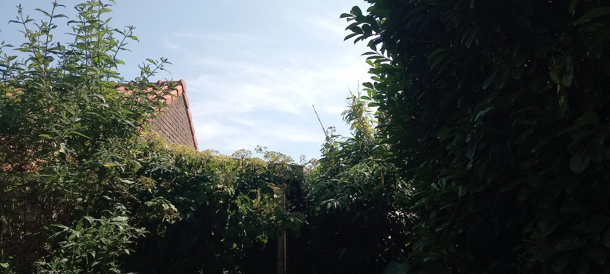 Hennadepenna's tweet image. Genieten jullie ook zo van het heerlijke weer? Blauwe lucht, gestreepte wolkjes, net echt! Fantastisch. Dat doen ze toch goed hoor. #solarradiationmanagement
#geoengineering #lekkerweertje