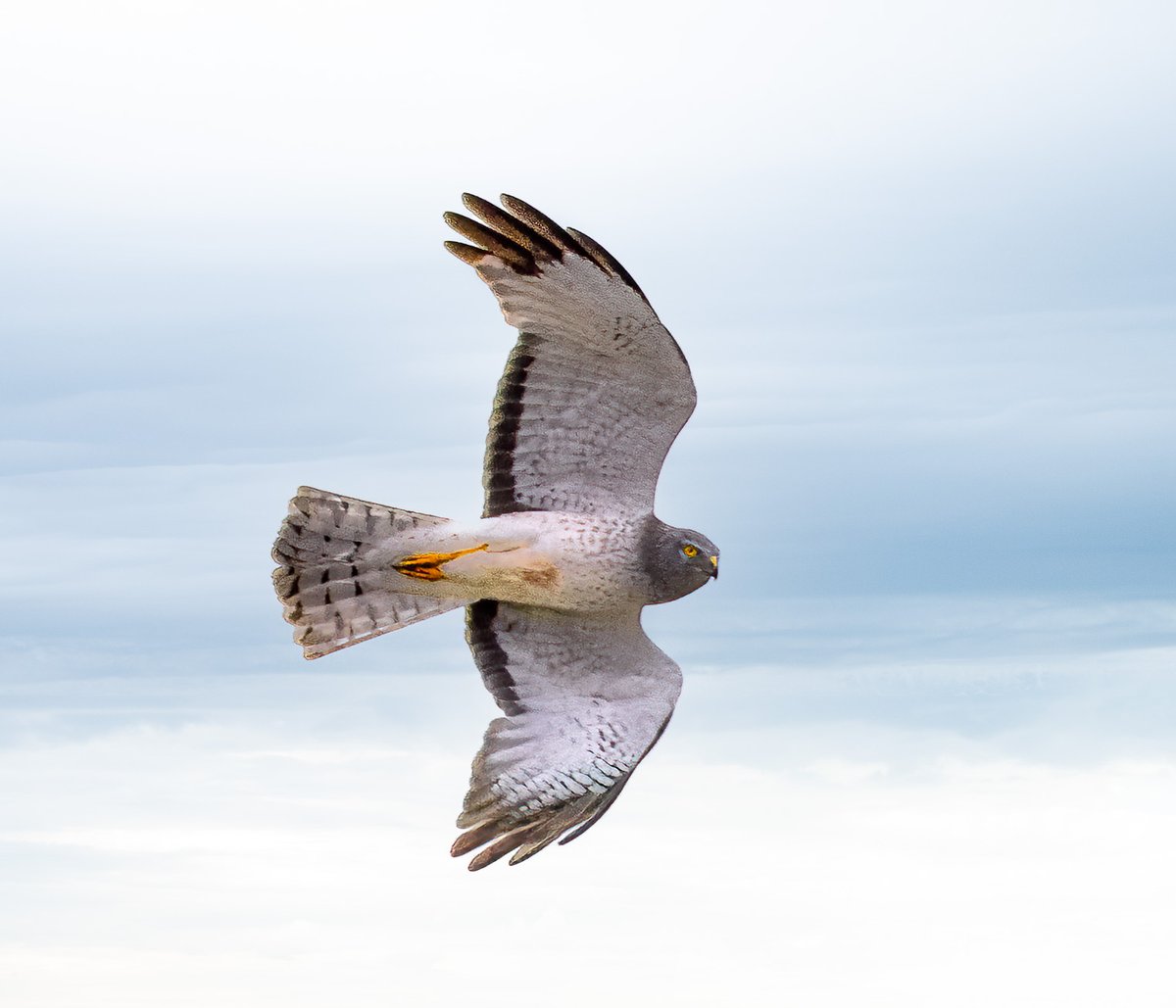 mnaussie2's tweet image. Last Look

Northern Harriers swoop over grassy fields and ditches hunting for meals.  I was able to get the “last look” experience a vole probably has when his day is about to get worse than he can imagine.

#Xbirds #Xharriers #Xwildlifecommunity