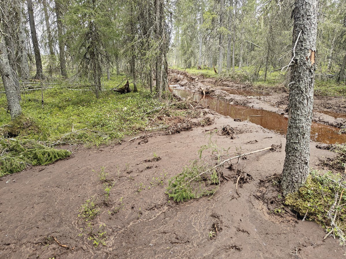 MLiimatainen's tweet photo. Onko Kaupinvaaran luonnonmetsän hakkuusta luvassa tulospalkkio Metsätalous Oy:n toimitusjohtajalle? Entä saako Kainuussa hakkuun "poikkeuksellisen huolellisesti suunnitellut" ammattilaistiimi laatupalkinnon maaston huomioinnista, kts. kuvat?  https://t.co/bv10vyOj6F https://t.co/j1ldTKyRAS